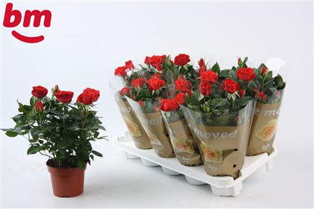 Rosa Red (bm)