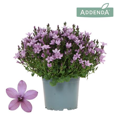 Campanula Addenda Ambella Intens Pink