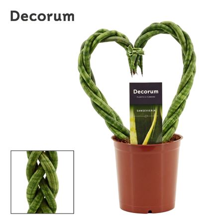 Sansevieria Cylindrica (decorum)