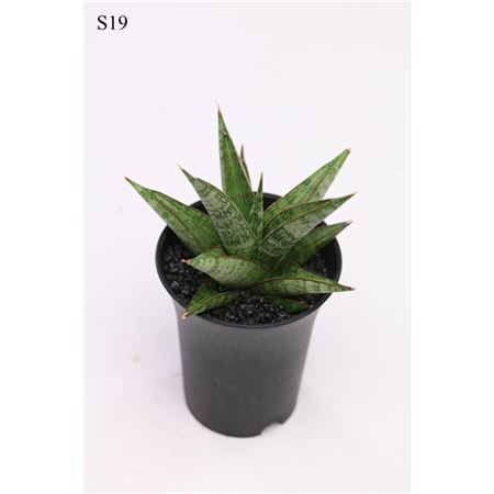 Sansevieria Comet Canoe