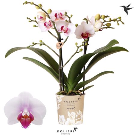 Phal 2st Gibraltar 22+(ok)