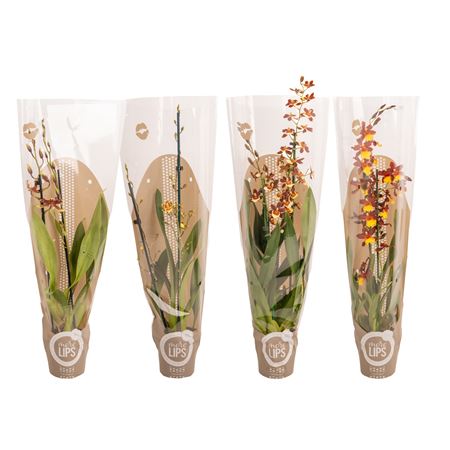 Odontoglossum 2st Mix Showsleeve