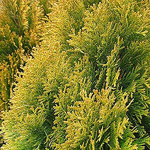 Туя западная Голд Страйк