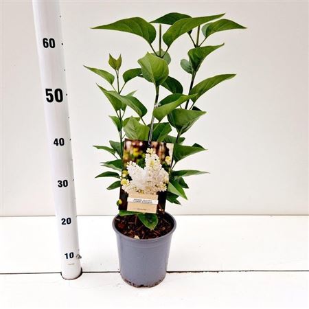 Syringa Vulg Mme Florent Stepman