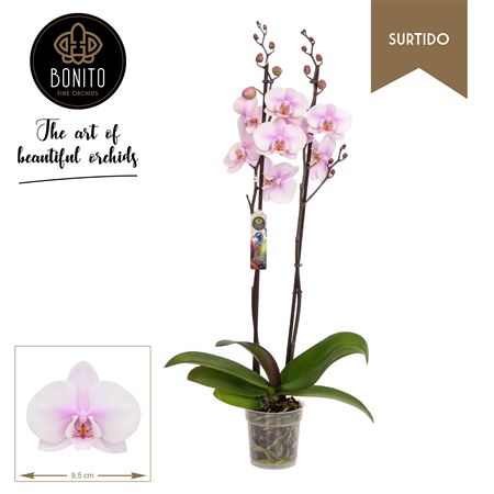 Phal 2st Surtido Altea