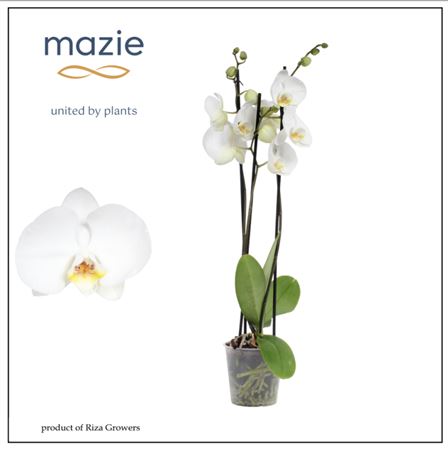 Phal 3st White 20+ (maarel)