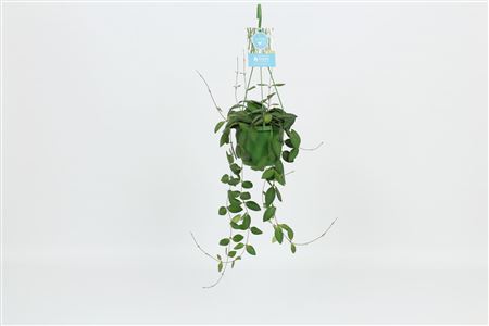 Hoya Burtoniae Hangong