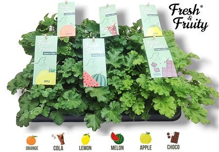 Pelargonium Frag Mix (fresh&fruity)