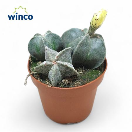 Astrophytum Myriostigma (group)