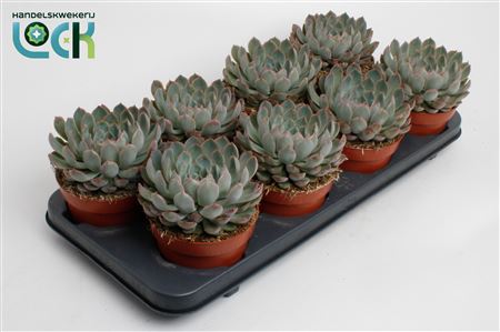 Echeveria Pelisuda