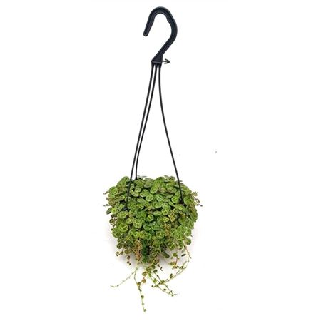 Peperomia String Of Turtle