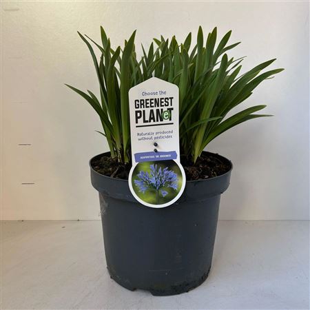 Agapanthus Dr Brouwer