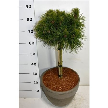 Pinus Mugo Varella On Stem