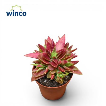 Crassula Capitella (red)