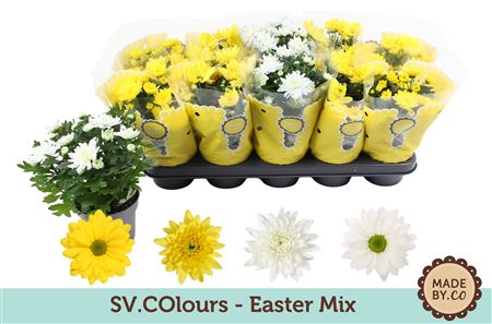 Chrysant Easter Mix