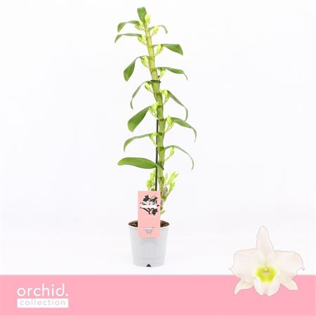 Dendr Nob 1st Apollon Orchid Collection