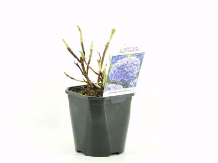 Hydrangea Ma Blue