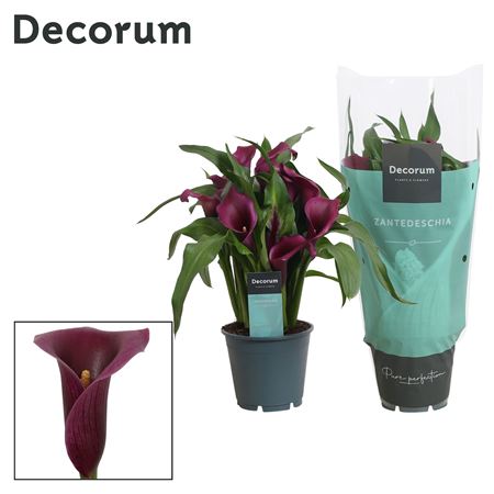 Zantedeschia Purple 5+(decorum)
