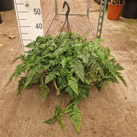 Humata Tyermanii Hangplant Xl