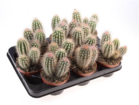 Pachycereus Pringley