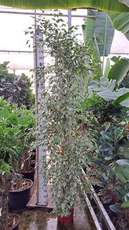 Ficus Golden King Piramide