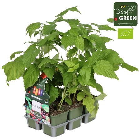 Rubus Mix 6-pack Bio