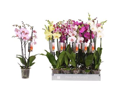Phal 3st Mix  22+ (by-5)