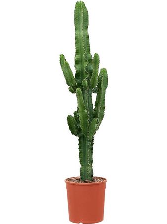 Euphorbia Erytrea