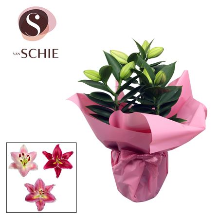 Lilium Or Pink 3pp Rondella