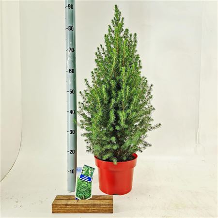 Picea Gl Conica December Red Container