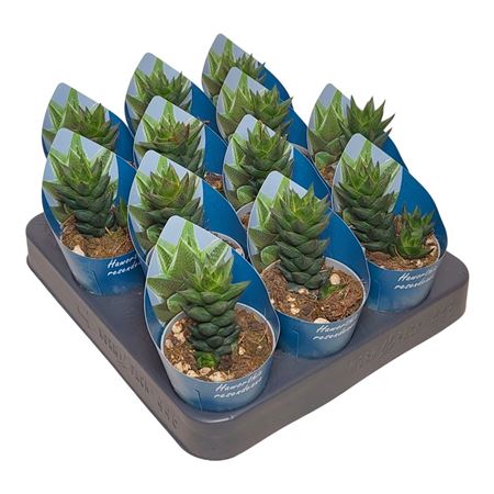 Haworthia Resendeana Potcover