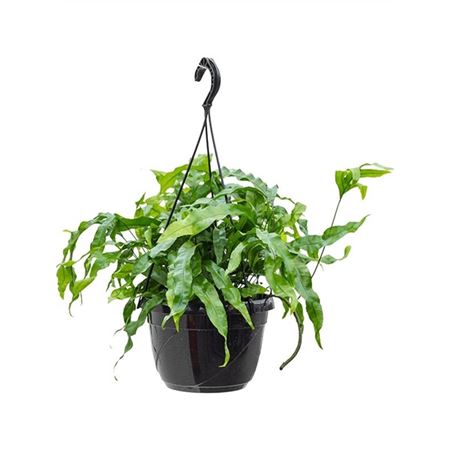 Microsorum Diversifolium Hanging