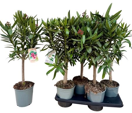 Nerium Oleander On Stem