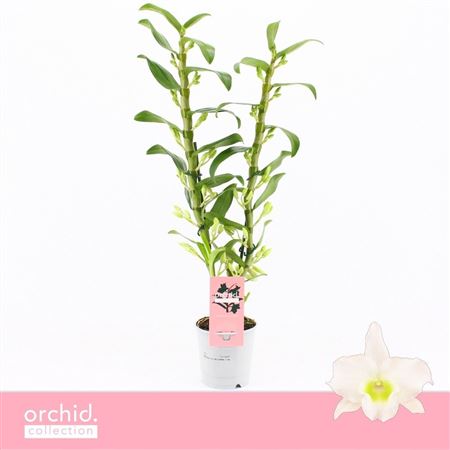 Dendr Nob 2st Apollon Orchid Collection