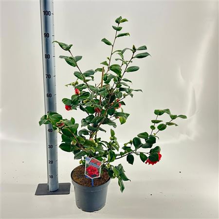 Camellia Ret Mary Williams