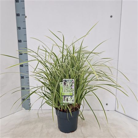 Carex Morrowii Goldband