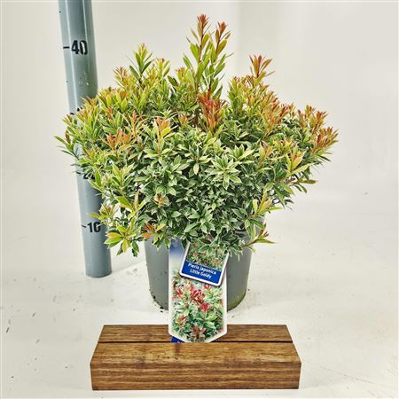 Pieris Jap Little Goldy