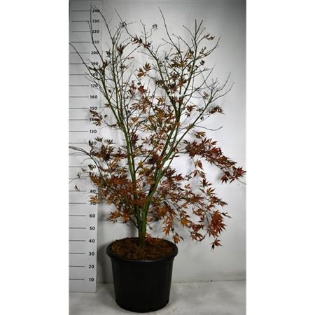 Acer Palm Summer Sunset