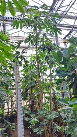 Schefflera Amate Multistam