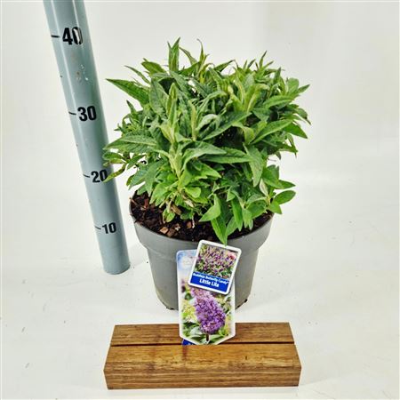 Buddleja Dav Little Lila