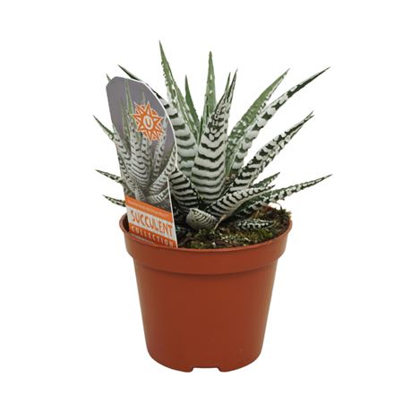 Haworthia Fasciata Alba With Label