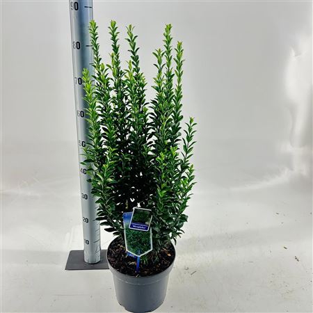 Euonymus Jap Microphyllus