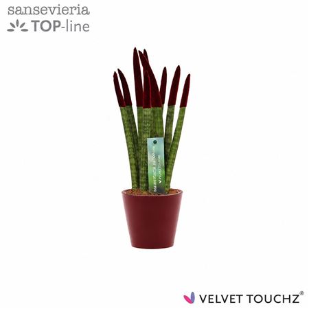 Sansevieria Velvet Bordeaux
