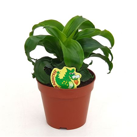 Драк Твист Хед