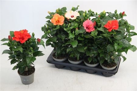 Hibiscus Mix 3pp
