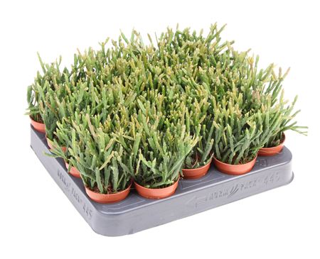 Rhipsalis Ewaldiana