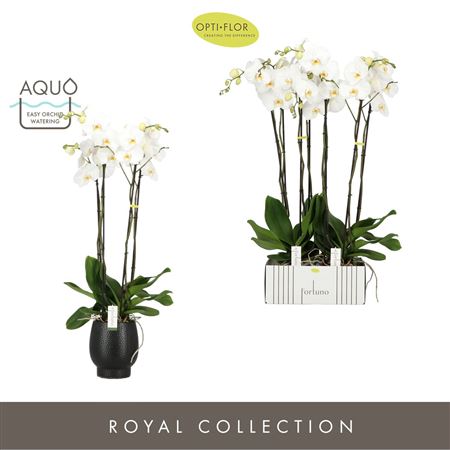 Phal Fortuno Alto 4st In Abruzzo Black Aquo