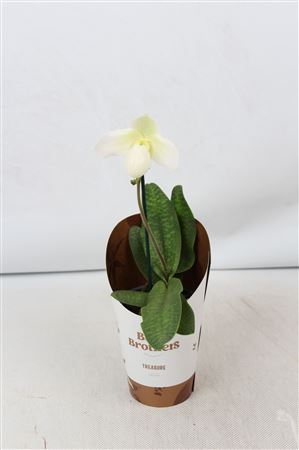 Paphiopedilum 1st Um Deperle In Potcover