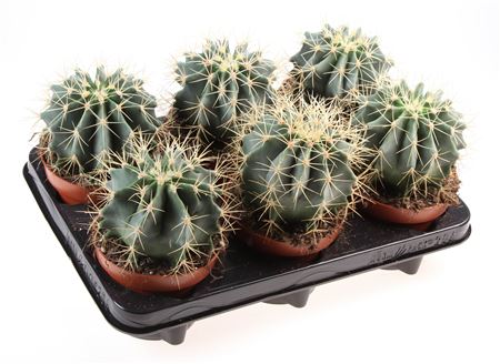Cactus Ferocactus Glaucescens