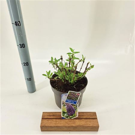 Buddleja Dav Little Lila (butterfly Candy)